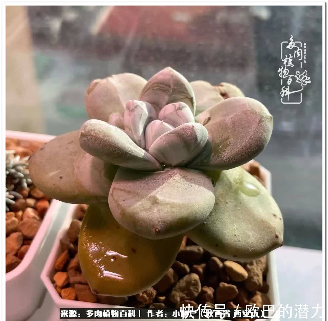 种植|从景天到水泡和肉锥，那些年阳台种植多肉的历程！