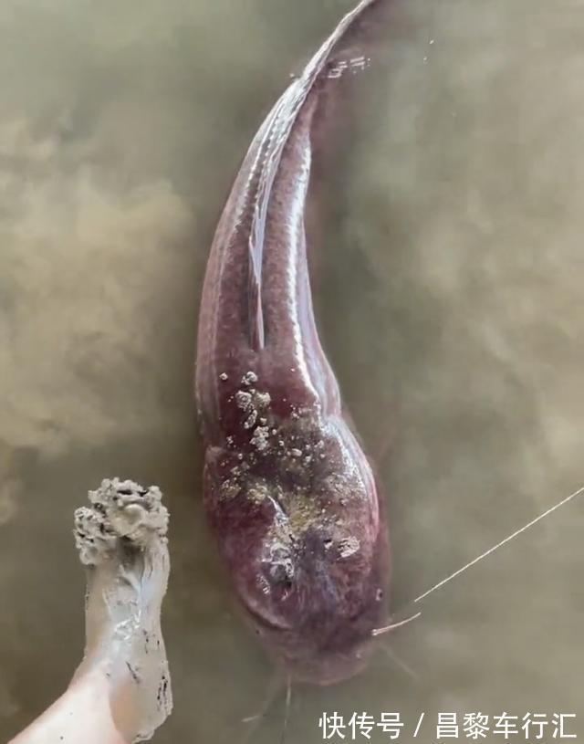 鱼王？东莞石马河“巨型胡子鲶”被钓起，钓友：再大，也不敢吃