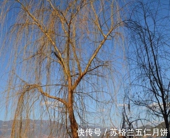 咏柳@诗词欣赏/七绝.别有情怀咏冬柳(附悬联并求对)