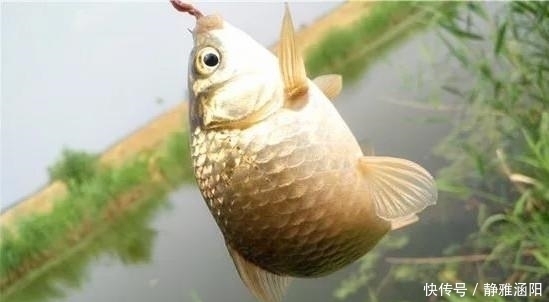 野钓|野钓最容易爆护的钓法,下钩几分钟就上鱼,没五年野钓经验玩不动