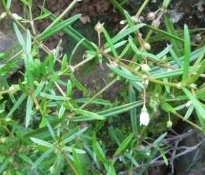 蛇舌草|最适合女性的三种食物,美容养颜,延缓衰老,爱吃就赚到