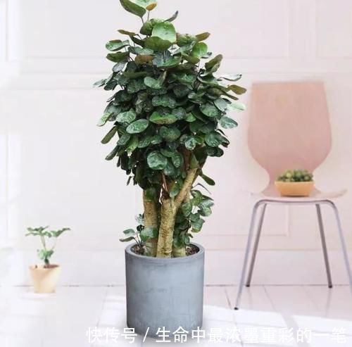 幸福树|年底养花,推荐安排4种“好运花”,寓意一级棒