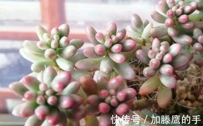 单头肉肉很难看,学会4个方法,变成多头群生,出来状态超美