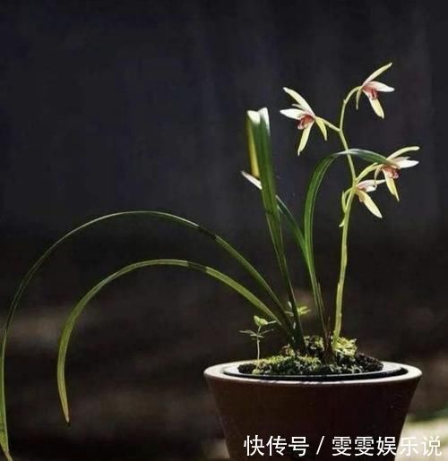 兰花总是不长新根,发出来的小苗也不长,怎么办?