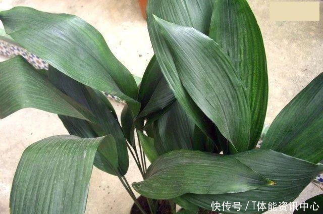 在弱光的室内就能生长旺盛的7种植物,没光照也能养好花!