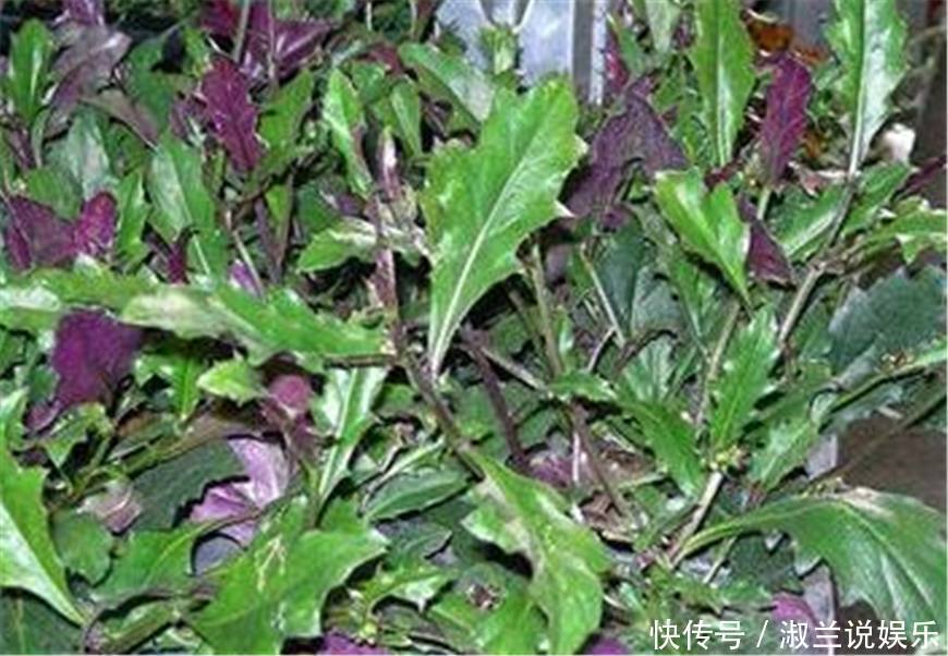 农村的这种野菜,是天然的补血菜,如今已经成为了餐桌上的常客