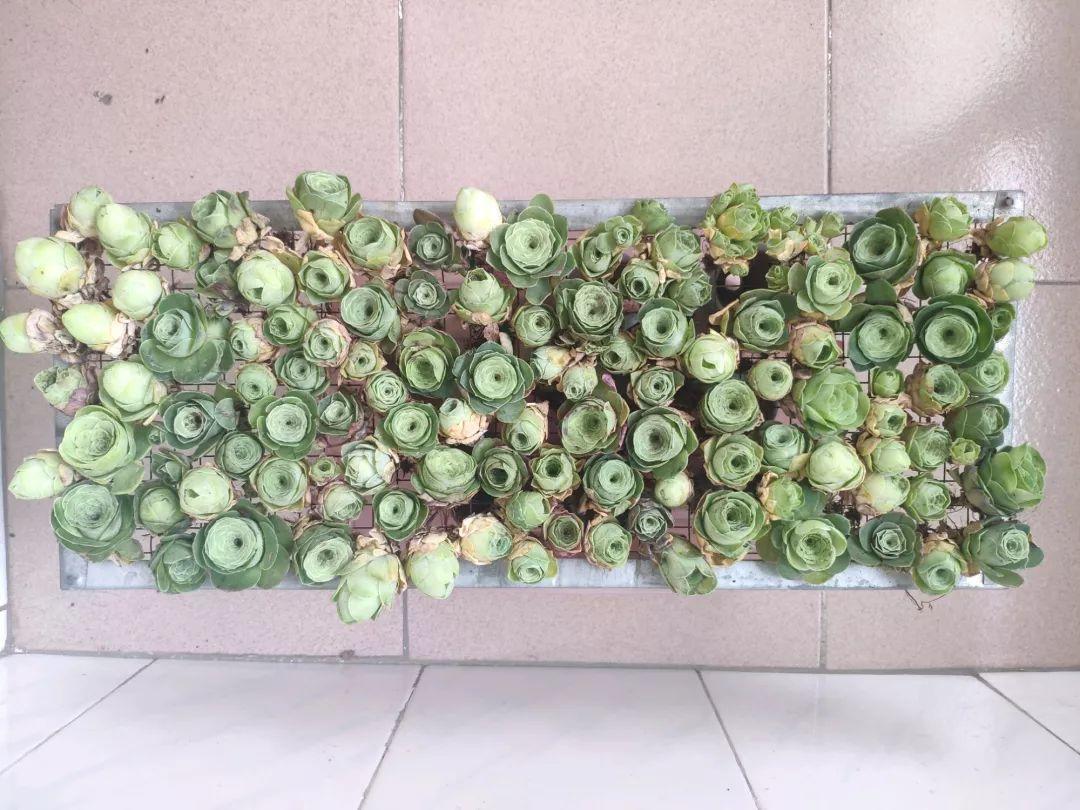 2种多肉，一休眠就变小包子，天越热越漂亮！