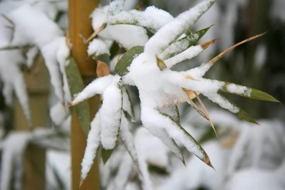  冬日|雪中竹，就是最美的冬日风景！