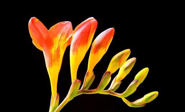 家里养这种“浪漫花”,开花好看名字好听,养一株就赚了