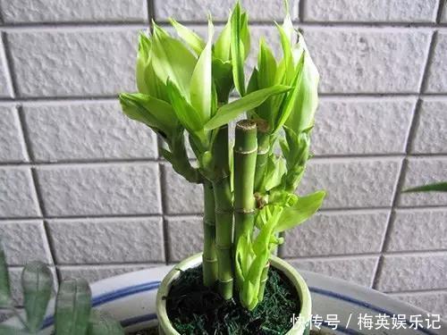 经典的三种绿植,家家户户都有,叶子发黄了,这几招可以解决