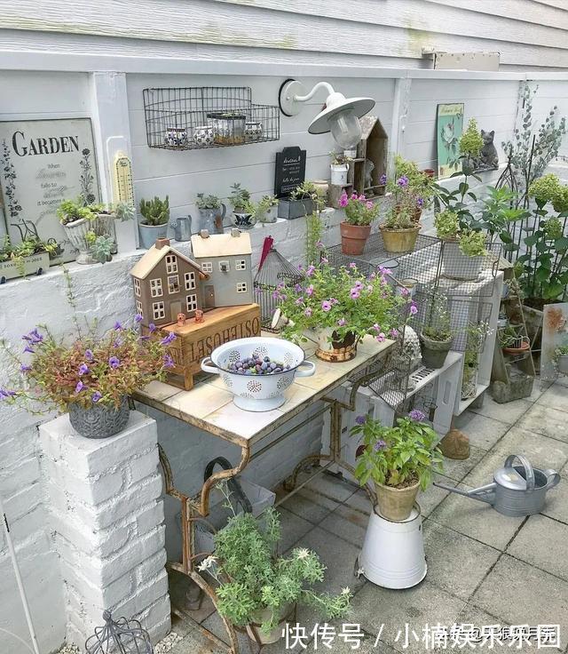 毛地黄|小空间花园打造指南丨四季开花不断，她是怎么做到的？