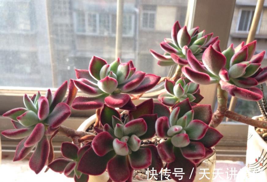 5种精致小巧的多肉植物,个个养成直立桩,造型别致好像艺术品