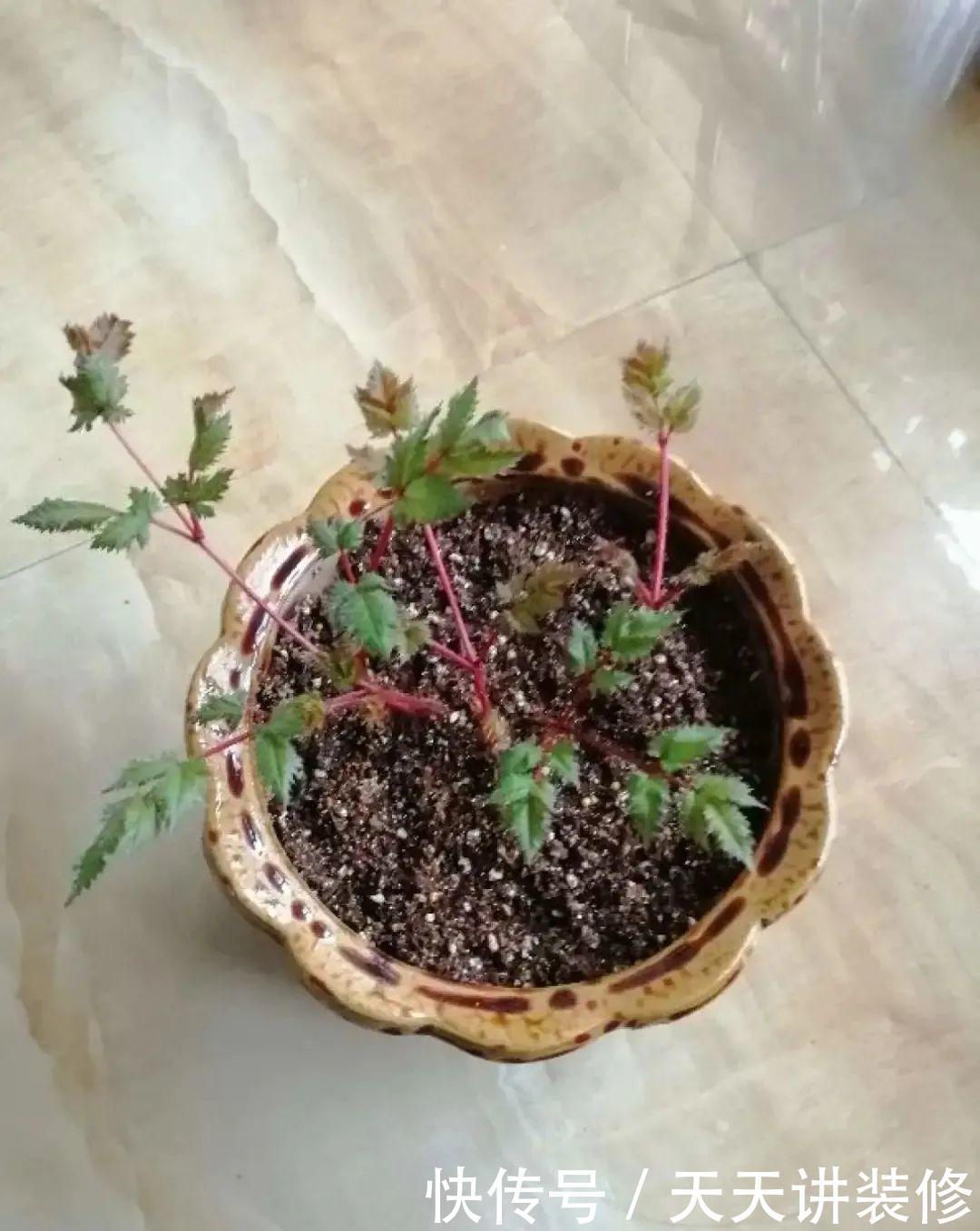 落新妇耐寒又耐阴,颜值高,气质佳,今年最流行!