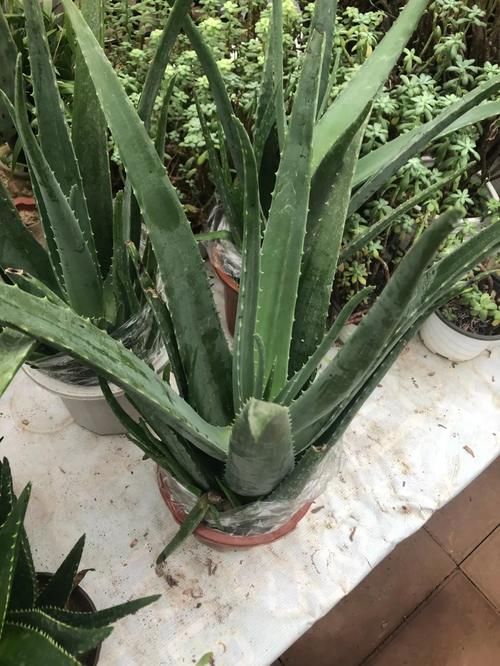 这5款花，不怕不浇水，就怕浇水多，特别适合懒人！