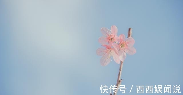 凌寒!王安石很著名一首梅花诗,短短4句传唱1000多年,最后10字太惊艳