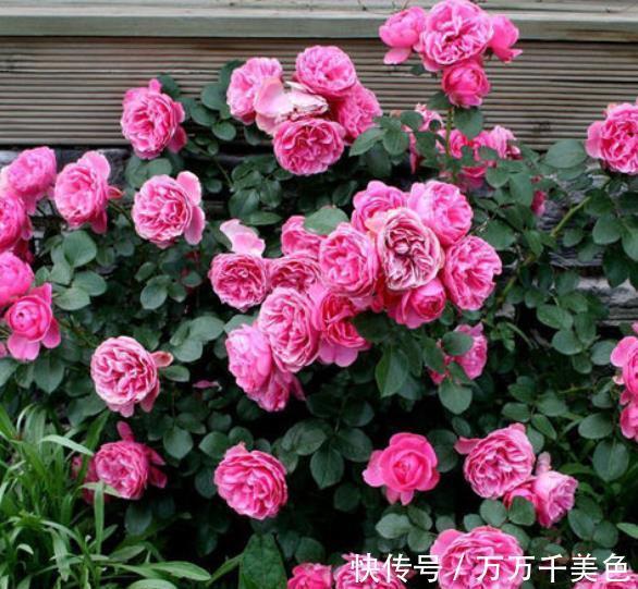 太阳花|9月逛花市,遇到3种花捡漏正当时,皮实好养还便宜