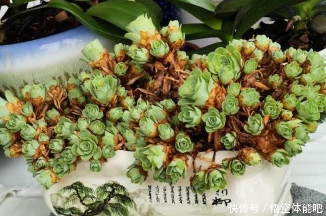花一变这样，就是休眠了，赶紧换个地方养！花一变这样，就是休眠了，赶紧换个地方养！