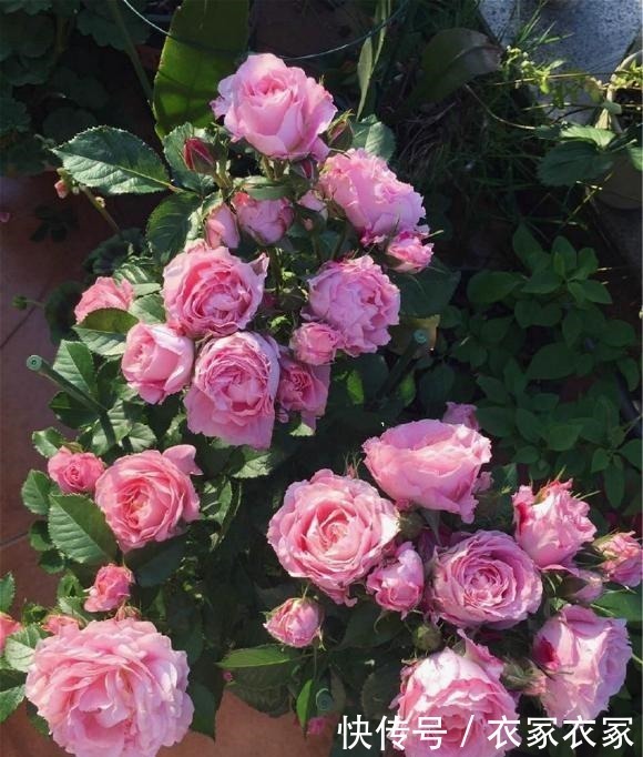 6种“网红”月季,专为阳台而生,养一盆1年365天都有花赏!