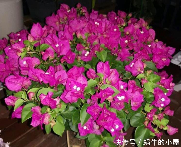 最火爆的4种花,一开就是200天,满树都是花朵,漂亮极了