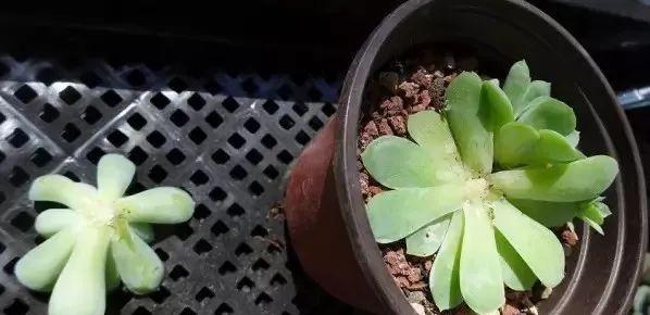 多肉修剪技巧,剪1根长1盆,再也不用在外面买了,划算