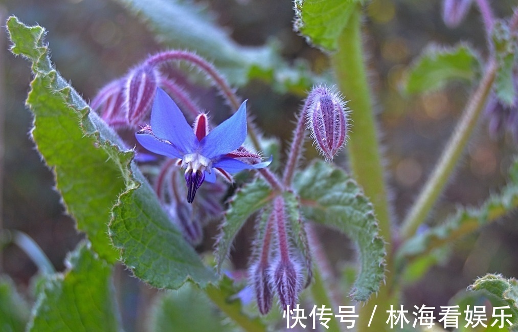 紫草科|此花被称为勇气之花，还可以用在菜肴里面，花朵小巧可爱