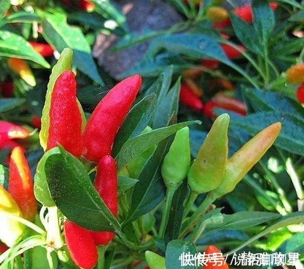幼苗|一盆五彩椒有上百个果实，做好这几点可连续开花结果几年
