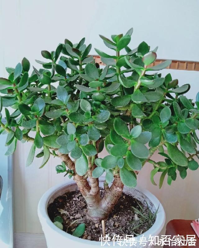 养花技巧：折腾不死的25种花，咋养都爆盆，懒人最适合