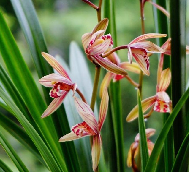 树皮|老花农养兰花，用3种植料，兰花不烂根，芽蹭蹭冒，花呼呼开