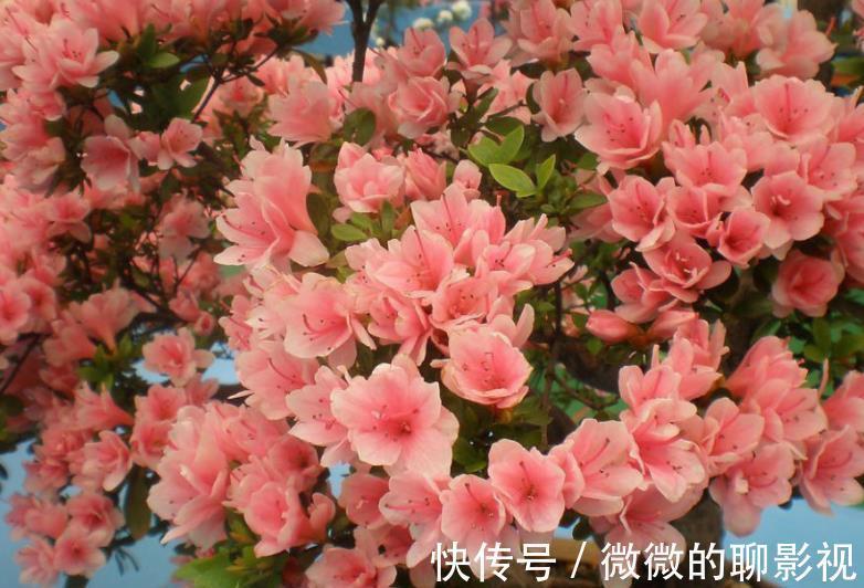 公认难养的4种花，容易黄叶烂根，养不活白费力，新手慎养