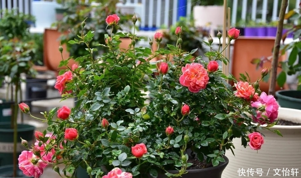 品种|100个月季品种，千姿百态，每个都很漂亮，图名并茂，值得收藏