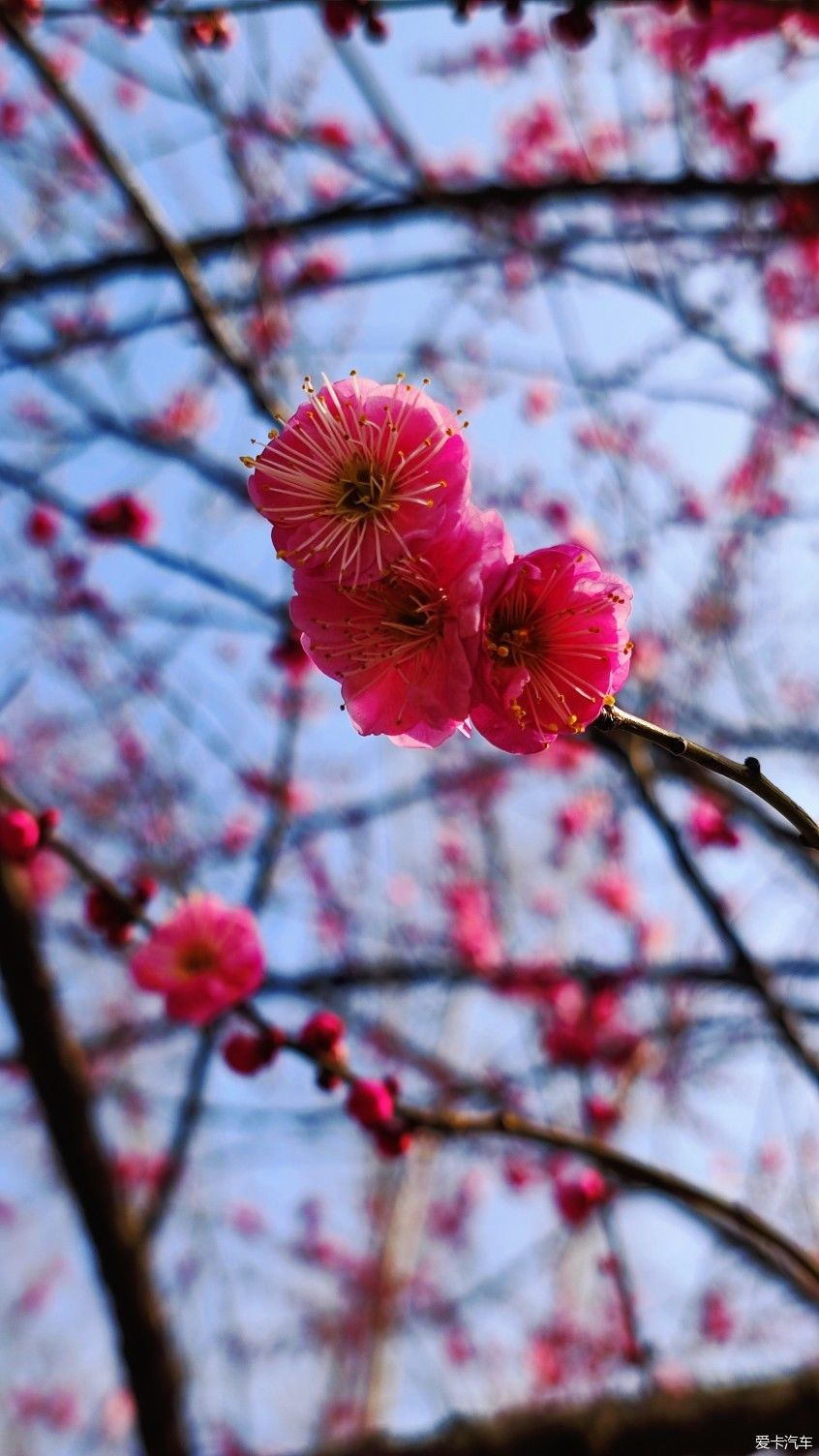 【爱卡踏青季】花枝俏