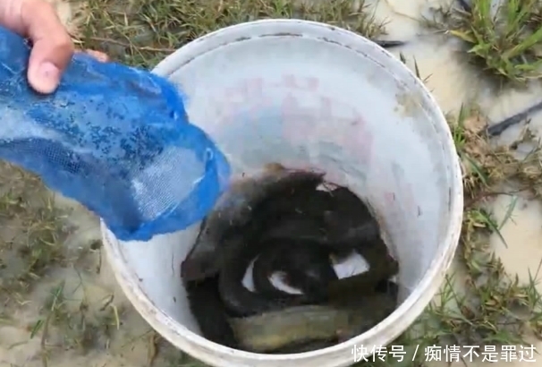资源|这里的资源真好,野鱼成群,小伙做个简易陷阱,竟捕获半桶野鱼