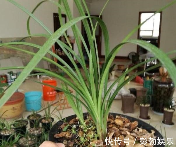 花生壳、核桃壳别再扔了,养花铺盆底,土壤透气、植物疯长