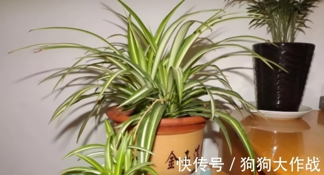 养花期间杀菌消毒用什么好？有厨房常见物大蒜、小苏打就够了