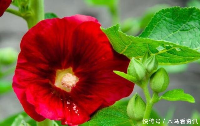 养花就养3种耐旱花,好养易活能爆盆,四季开花不断,夏天也赏花