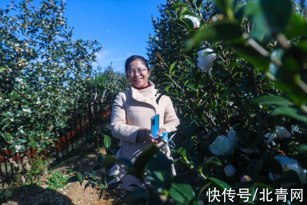 光山：油茶花开引客来