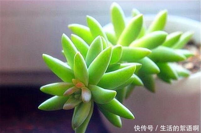 多肉中的“吉祥佛祖”，上色简单爆头快，最容易养成悬崖桩！