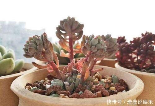 蟹爪兰|夏季这3种花可别入手，养一盆死一盆，过了夏天就剩空盆