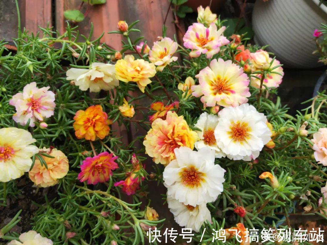 太阳花|养到烦人的花,盆都不够用,扔掉还很心疼