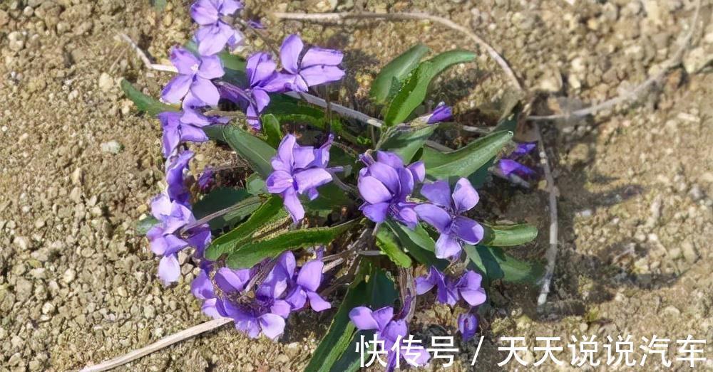 小鸡菜|这种野草叫“小鸡菜”，以前人们采它来喝鸡，却忽略它的药用价值