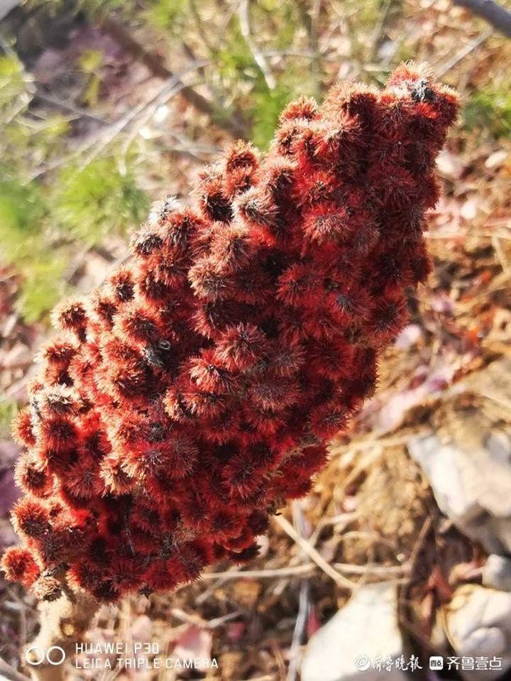  多姿|寒冷季节济南莲花山火炬树依然曼妙多姿，果实红艳似火