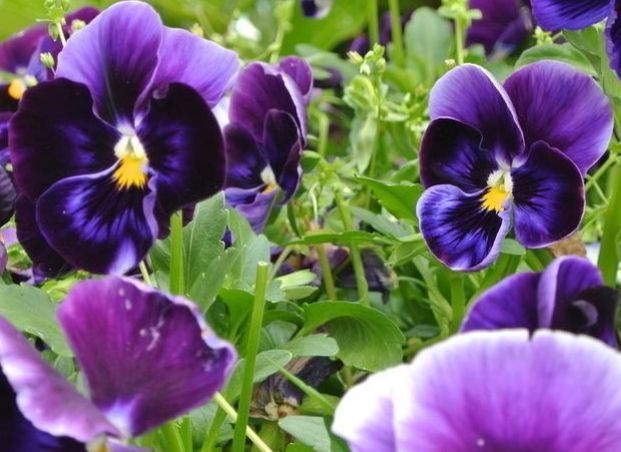 喜欢菊花,不如养盆“优良玫瑰”金香玉,花开金碧辉煌,高贵优美