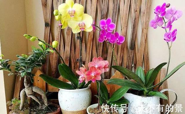 垃圾箱|邻居丢掉的花卉，看着太可惜了，捡回家处理下，照样能养好