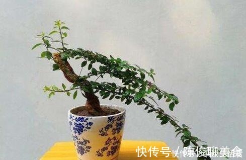 漂亮|这些破烂不要扔,做成“小花盆”,个性又漂亮,比买的强“百倍”!