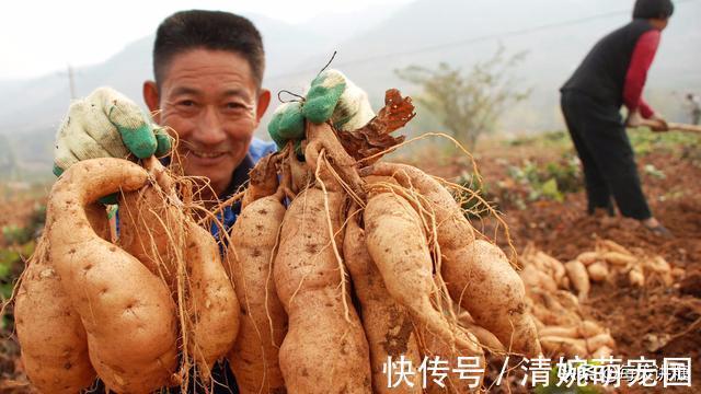 升糖指数|红薯是升血糖还是降血糖?今天给你解释清楚了