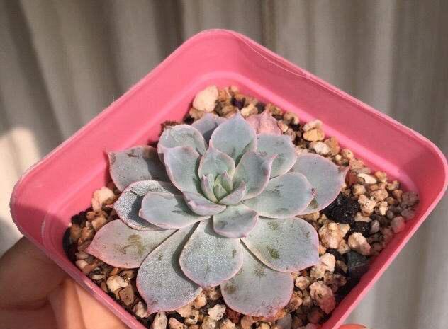 多肉叶片下翻怎么办2招就搞定,越长越壮,变成姿态优美的老桩