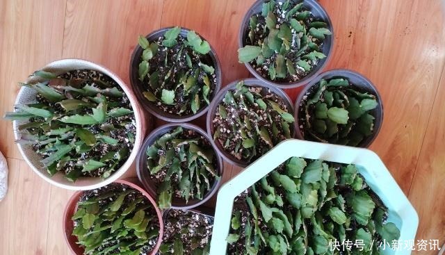 兰花|蟹爪兰花后处理及时“理发”,让它“坐月子”,来年再爆盆!