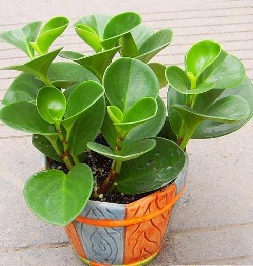 几种盆栽不必买，一片叶子丢土上，就能长爆一大盆！