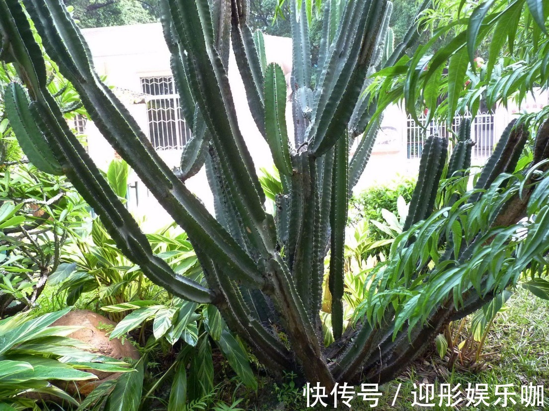 客厅养花就选几种,枝叶繁茂,镇宅又好看