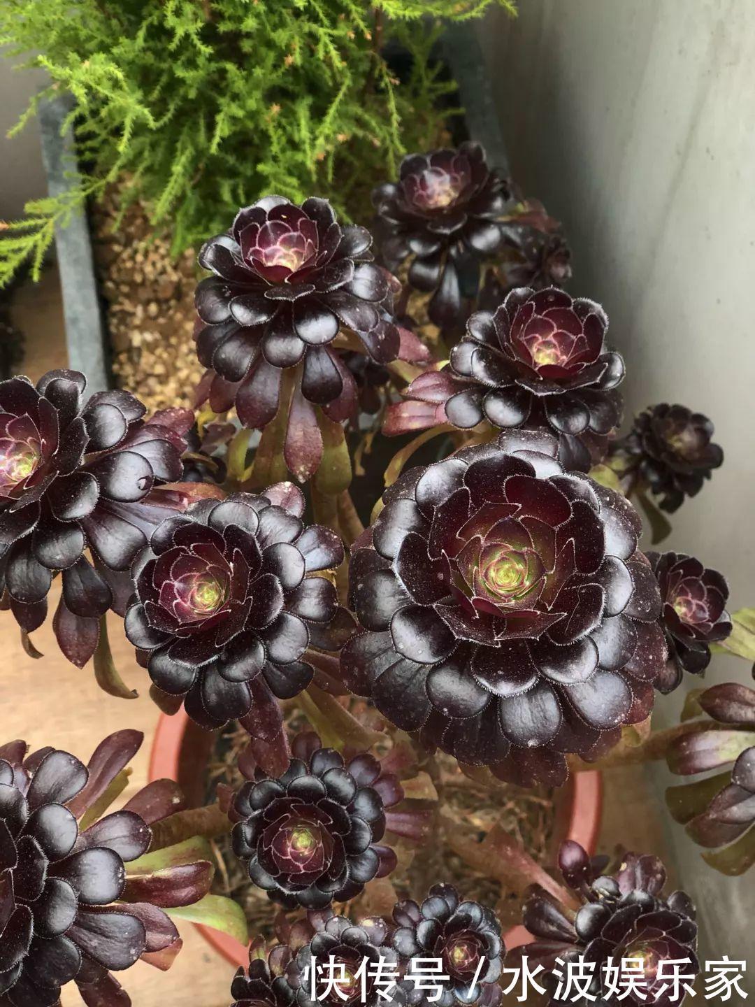 品种|多肉狠心砍1刀,窜出一圈新芽,花盆都容不下它了!